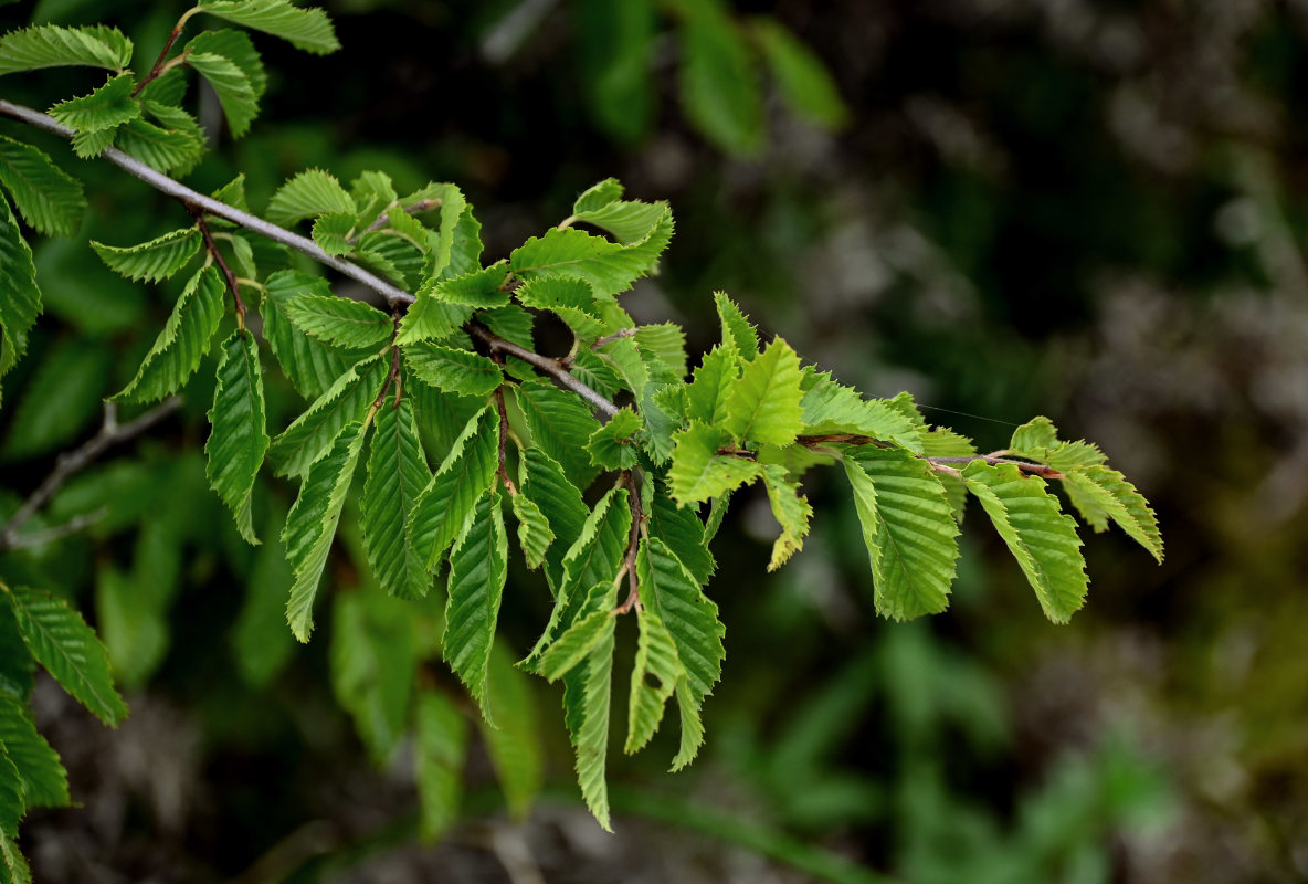 Изображение особи Carpinus orientalis.