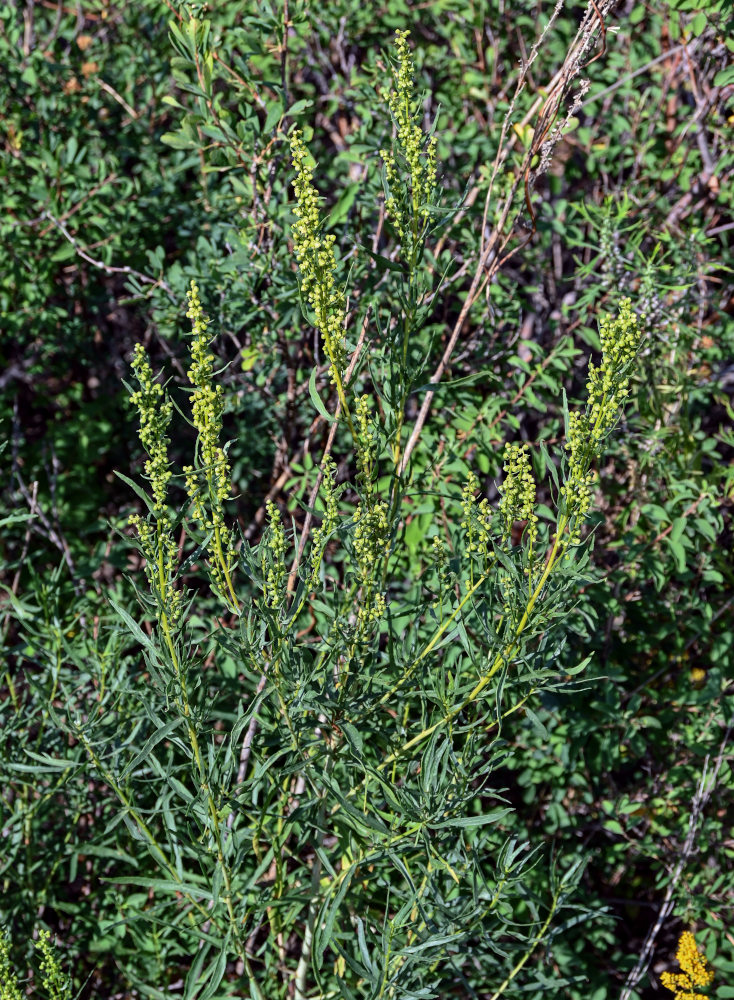 Изображение особи Artemisia dracunculus.