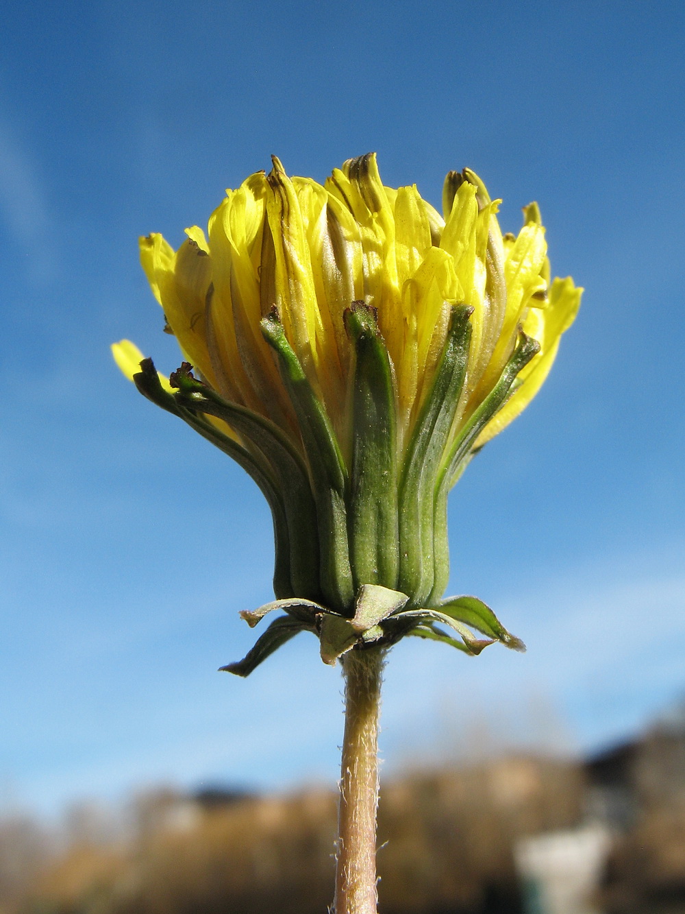 Image of genus Taraxacum specimen.