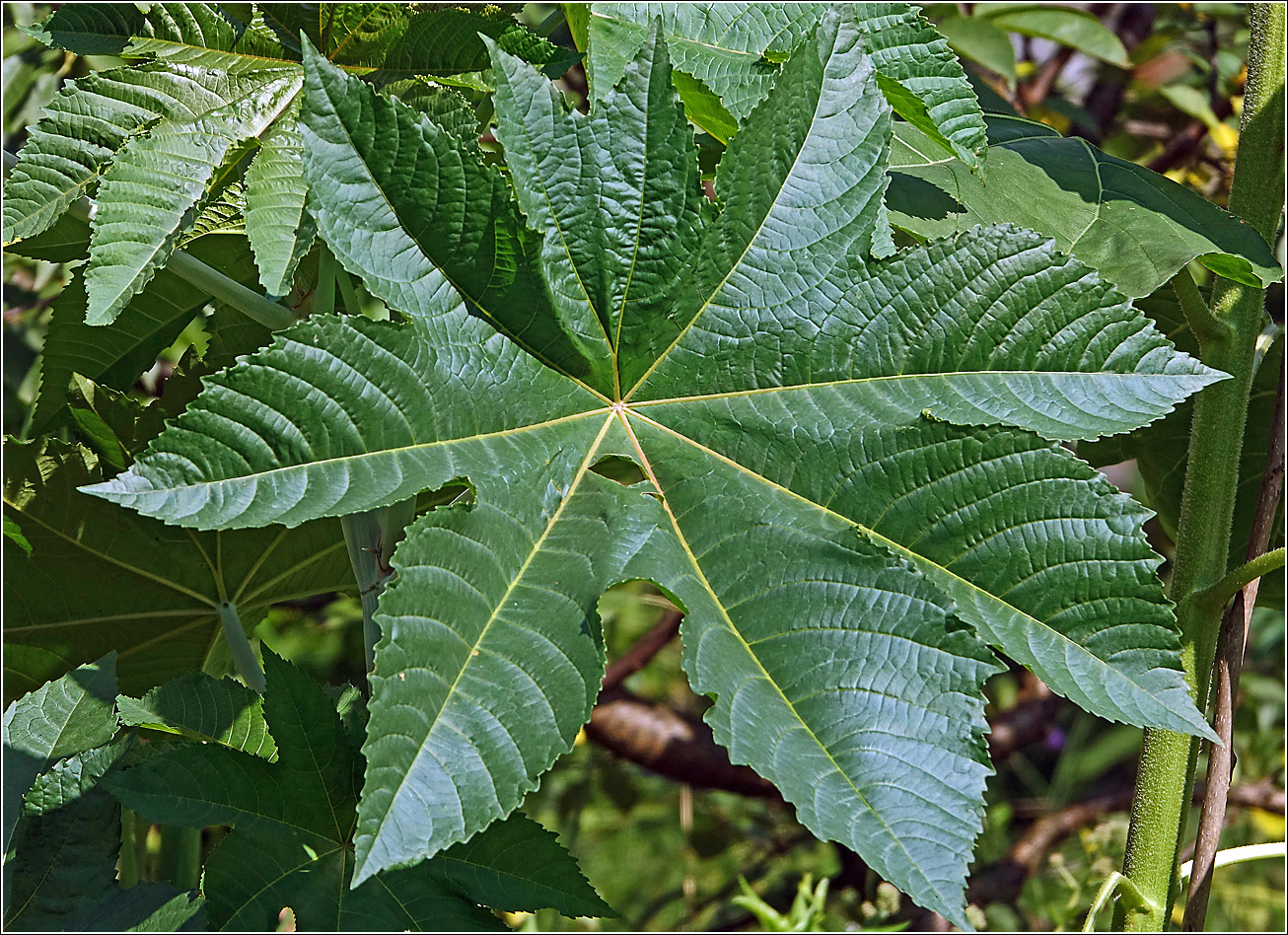 Image of Ricinus communis specimen.