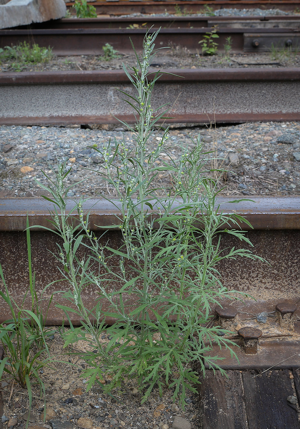 Изображение особи Artemisia sieversiana.