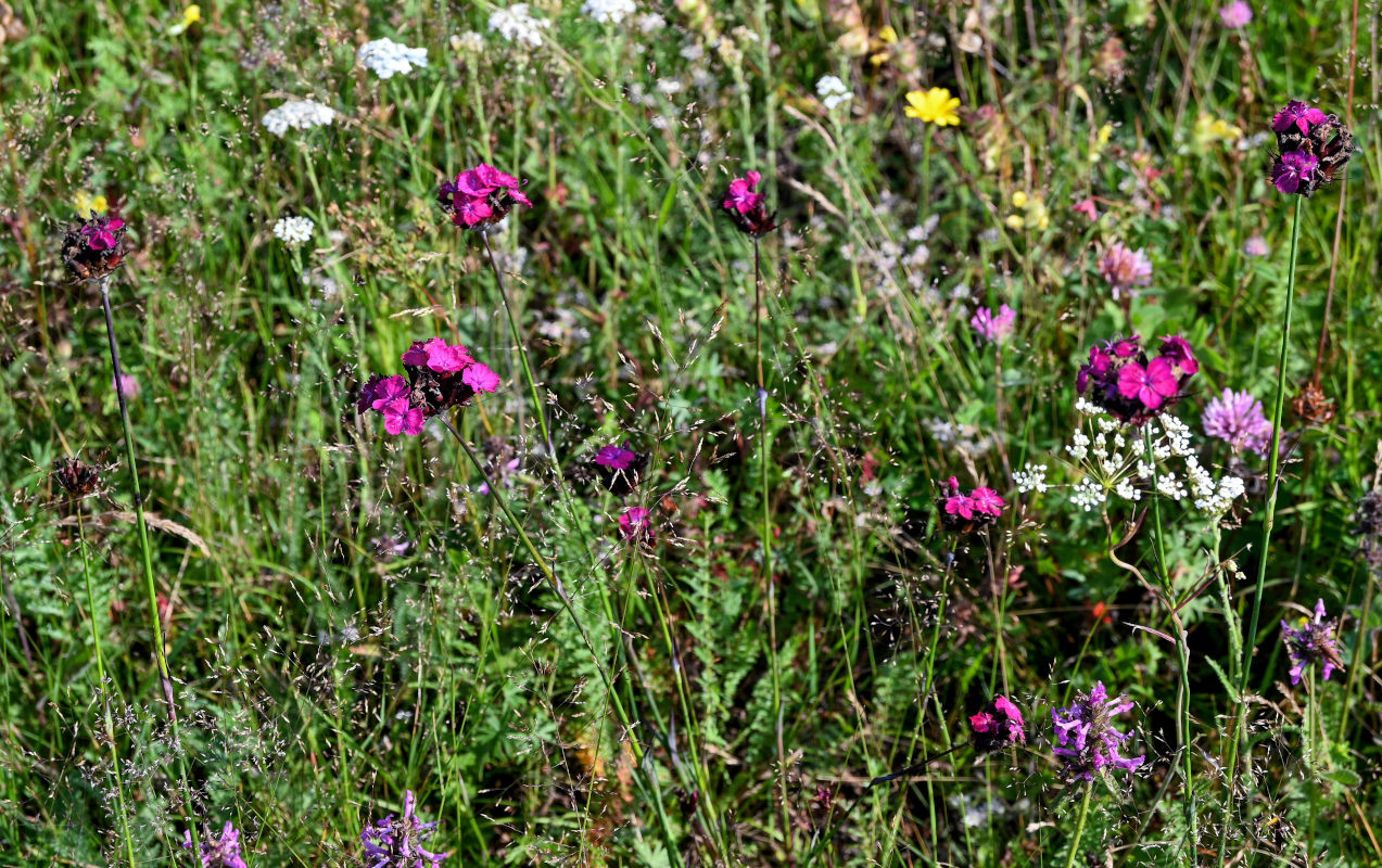 Image of Dianthus ruprechtii specimen.