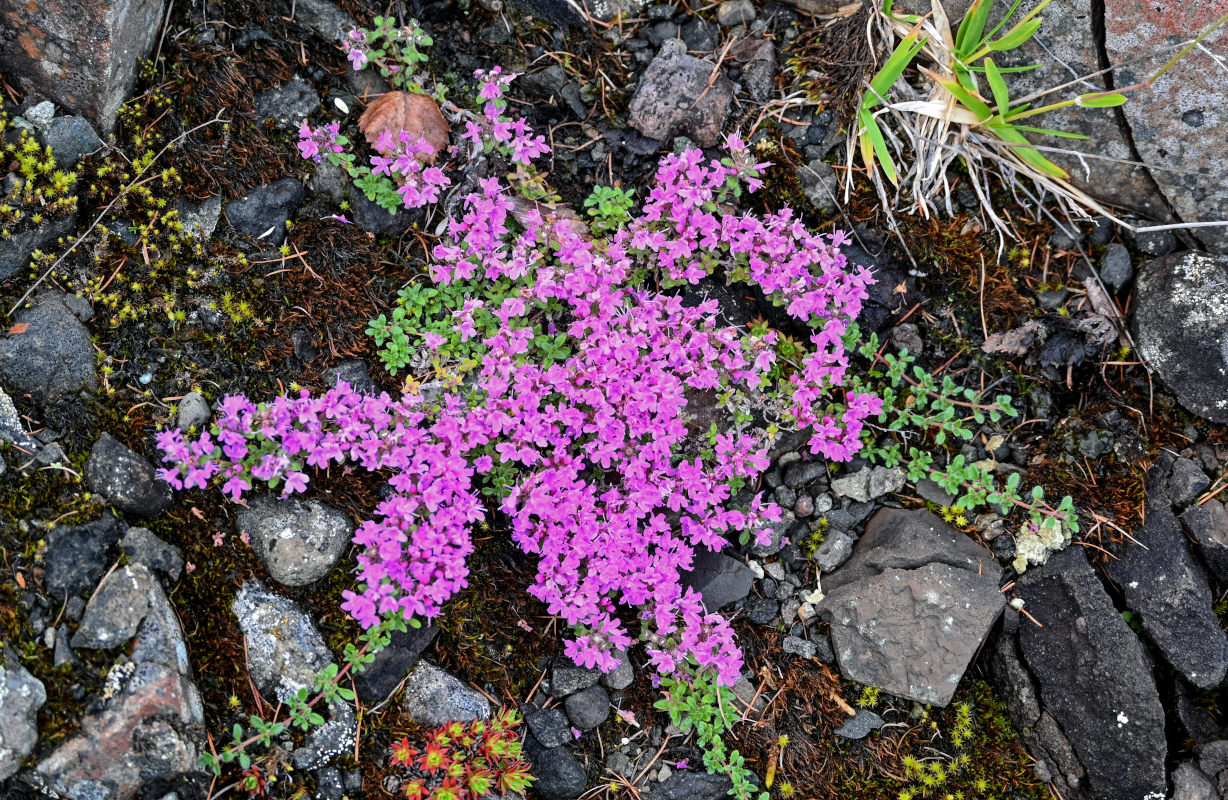 Image of genus Thymus specimen.