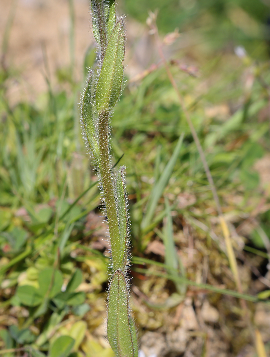 Image of Myosotis discolor specimen.