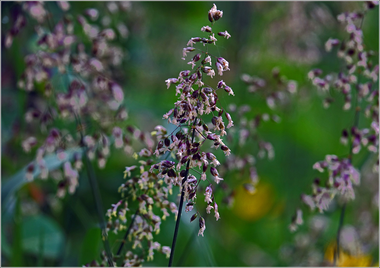 Image of Hierochloe odorata specimen.