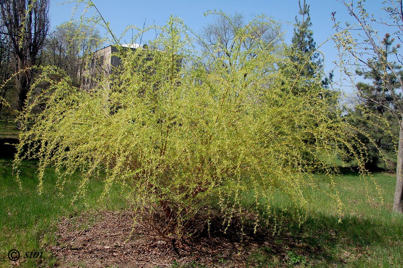 Image of Salix alba specimen.