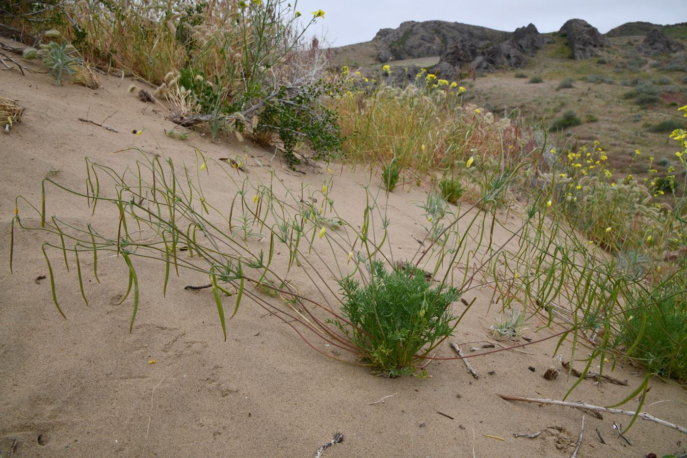 Image of Hypecoum parviflorum specimen.