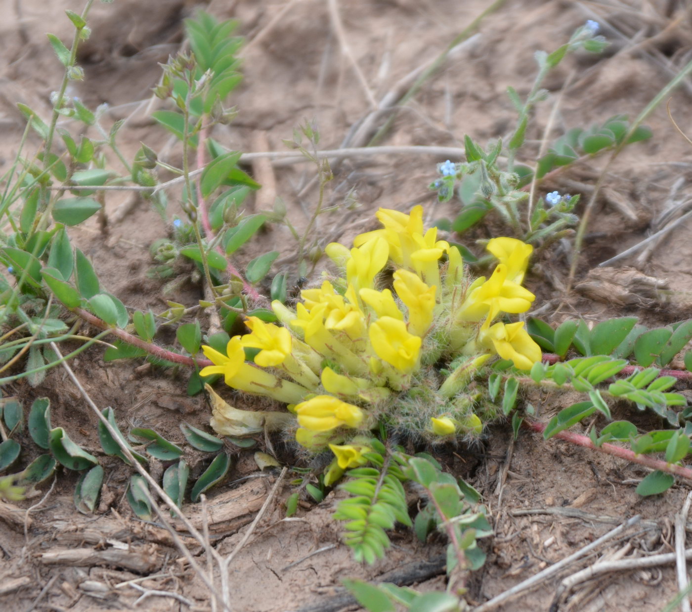 Image of genus Astragalus specimen.