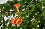 Campsis radicans. Верхушка побега с соцветием. Китай, Гуанси-Чжуанский автономный р-н, г. Яншо, в культуре. 31.05.2024.