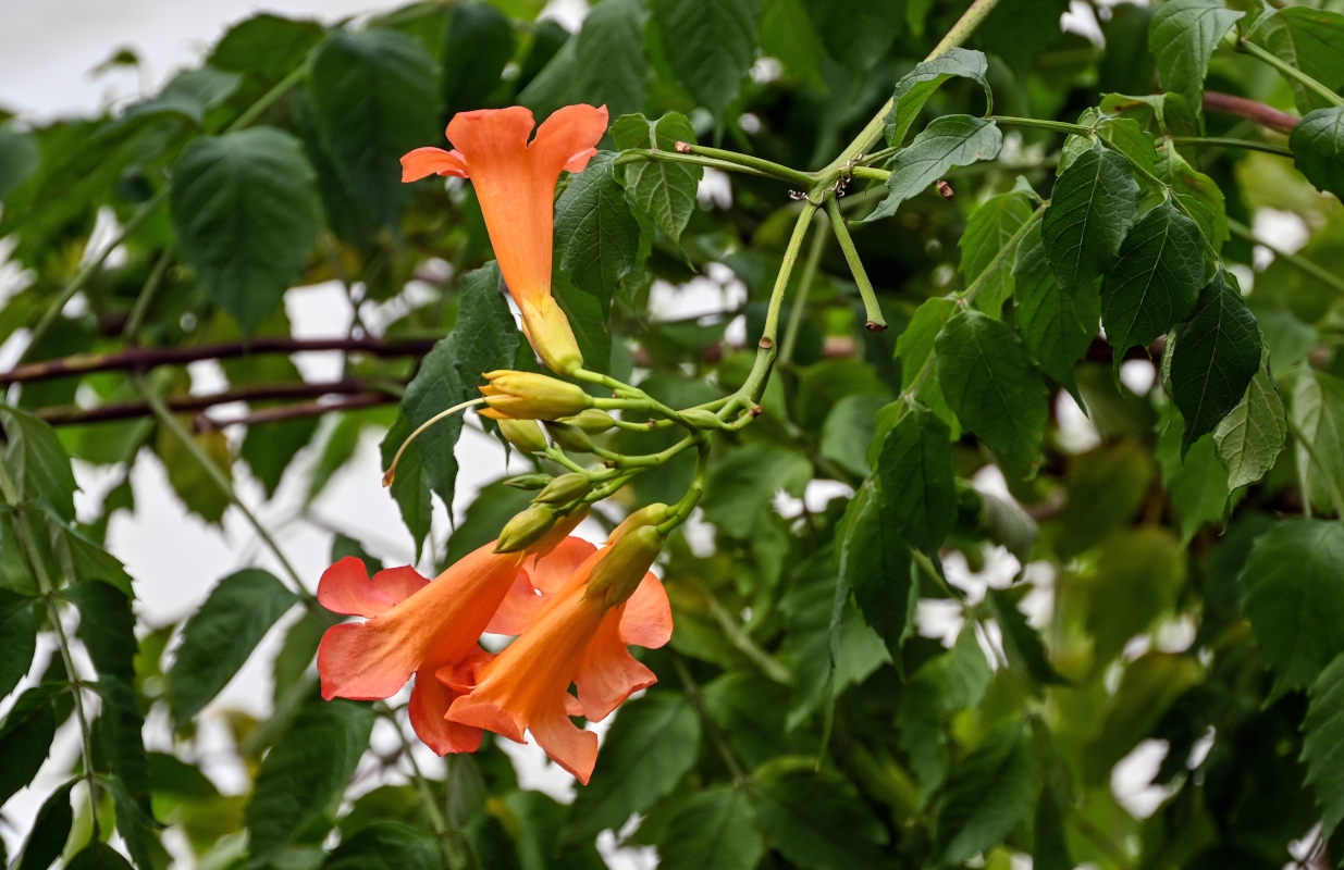 Image of Campsis radicans specimen.