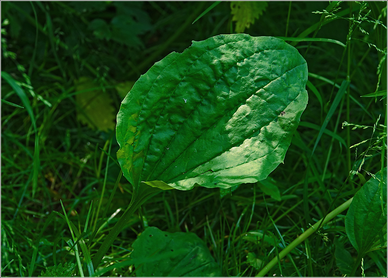 Изображение особи Plantago major.