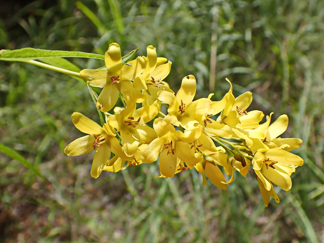 Image of Lysimachia davurica specimen.