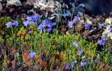 Campanula rotundifolia. Цветущие растения в сообществе с Empetrum. Красноярский край, Таймырский Долгано-Ненецкий р-н, плато Путорана, долина р. Иркингда, каменистый склон. 24.07.2023.