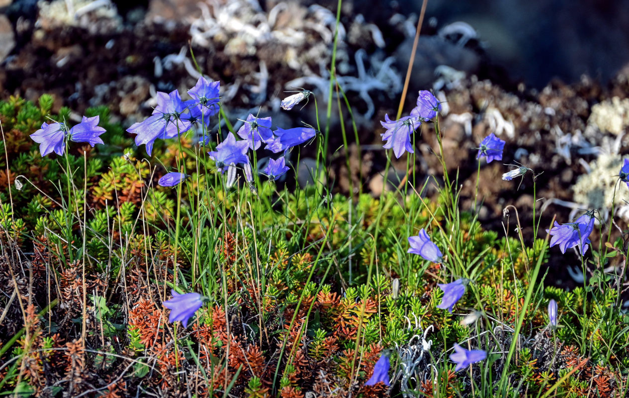 Image of Campanula rotundifolia specimen.