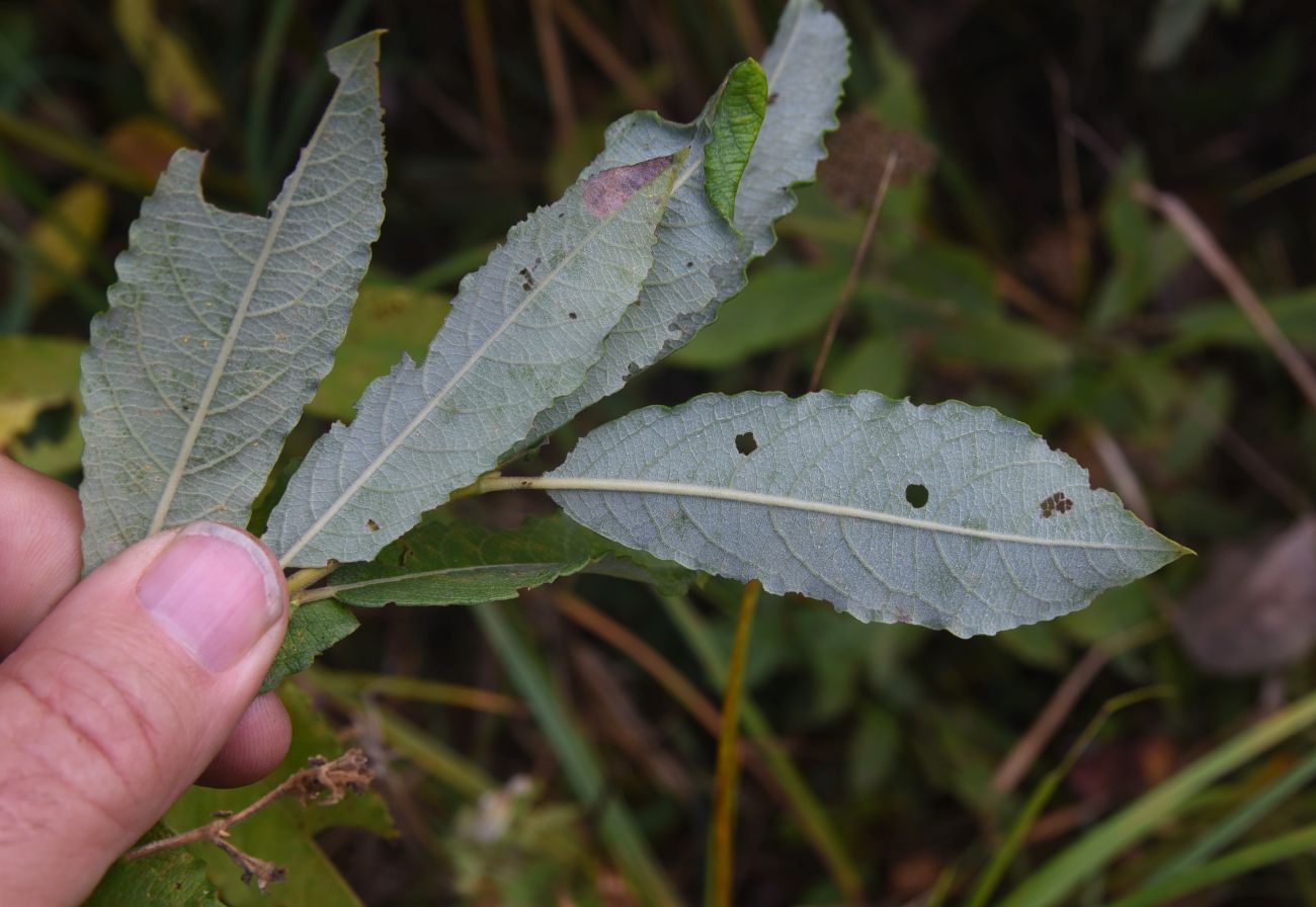 Image of Salix cinerea specimen.