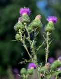 Cirsium vulgare. Верхушка побега с соцветиями. Московская обл., Пушкинский гор. округ, северо-восточное побережье Учинского водохранилища, залежь. 27.07.2024.