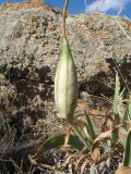 Iris glaucescens