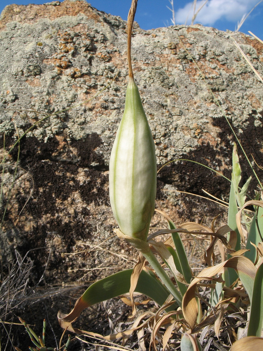 Изображение особи Iris glaucescens.