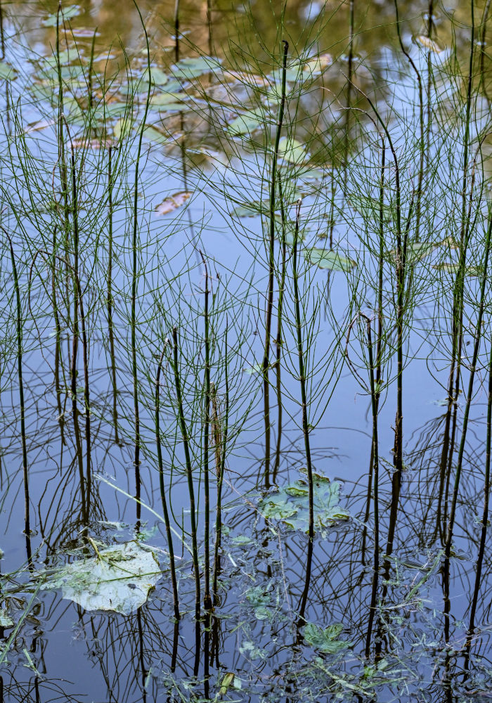 Image of Equisetum fluviatile specimen.