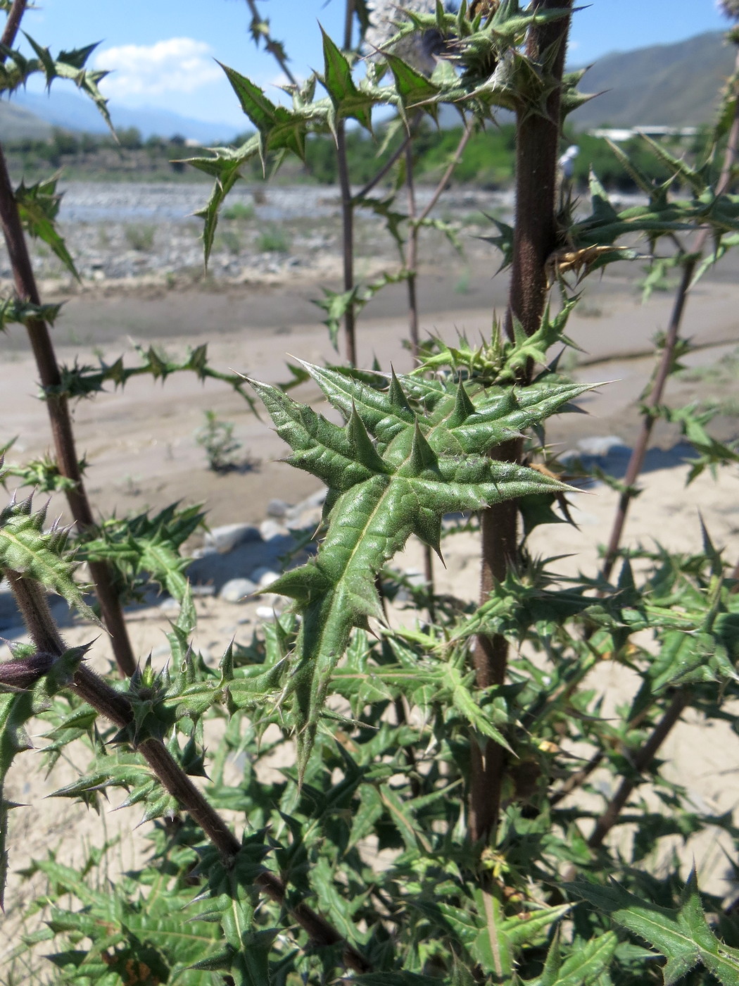 Image of Echinops sphaerocephalus specimen.