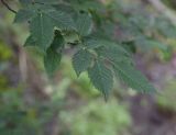 Carpinus betulus. Верхушка веточки с погрызенным листом. Чечня, Шаройский р-н, бассейн р. Цесиахк, долина левого притока, около водопада, левый крутой борт долины, разряженный лиственный лес. 29 июня 2024 г.