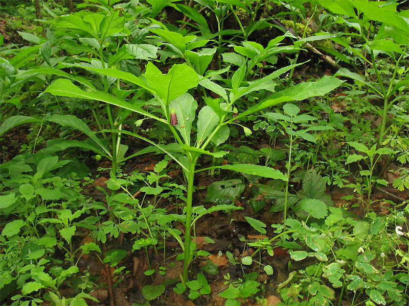 Image of Scopolia carniolica specimen.