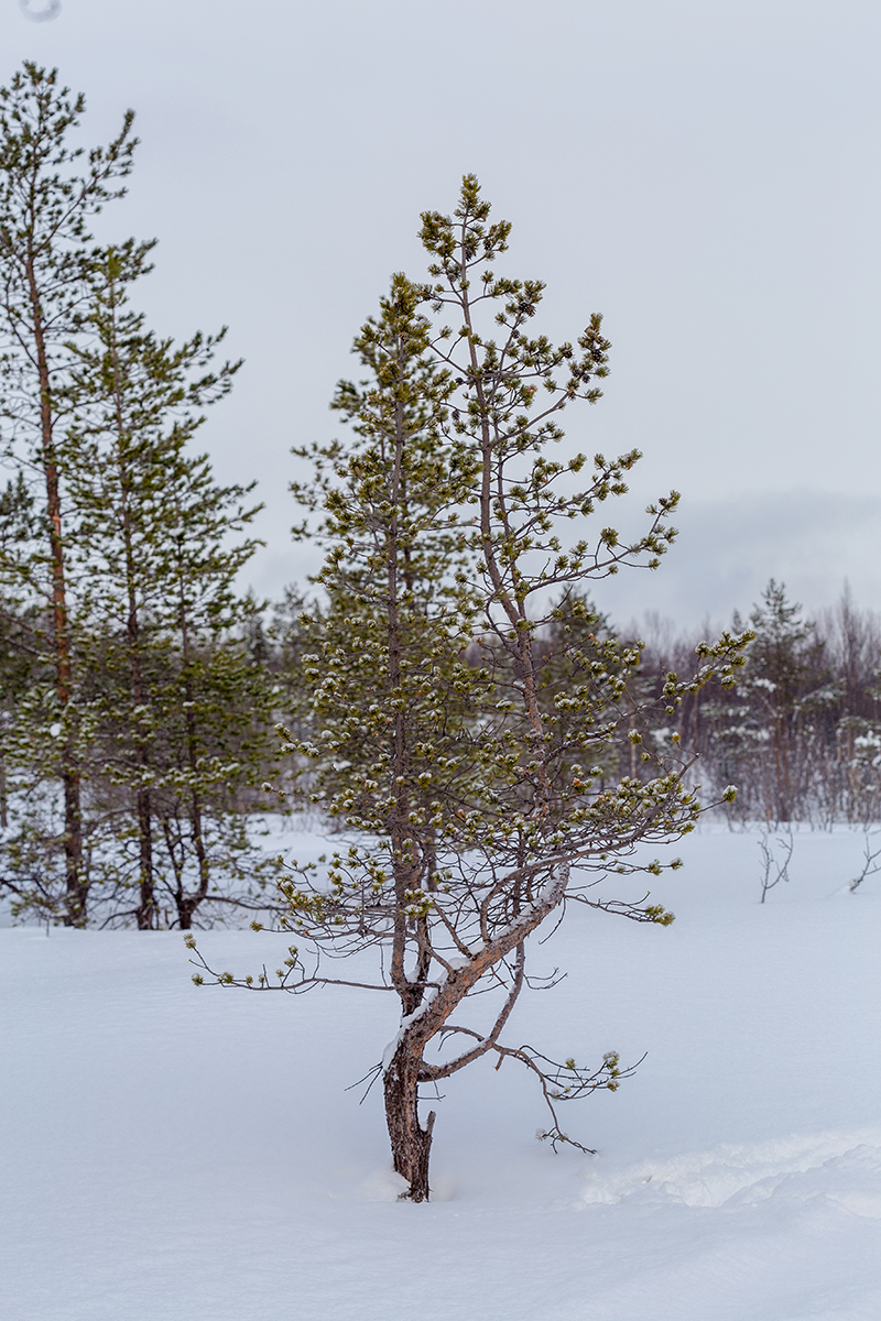 Изображение особи Pinus friesiana.