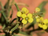 Erysimum repandum. Верхушка побега с цветками и плодами. Узбекистан, Ташкентская обл., Кибрайский р-н, окр. кишлака Майский, предгорные холмы, краснозём. 10.05.2015.