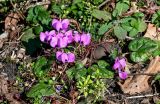 Cyclamen coum