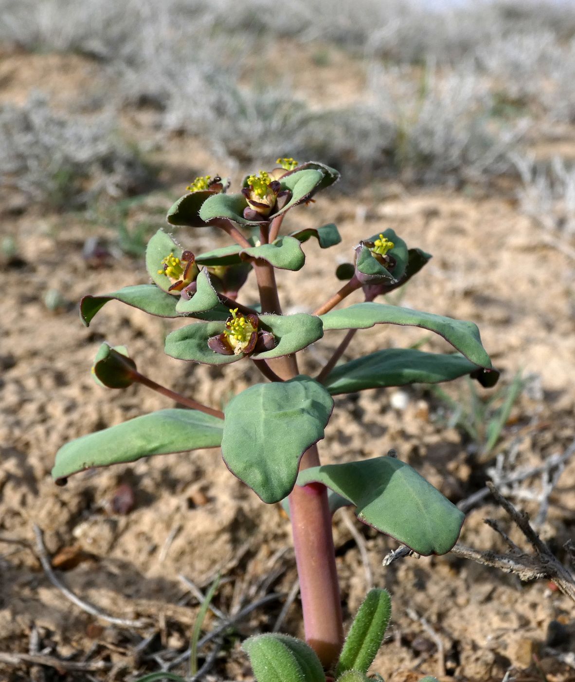 Image of Euphorbia rapulum specimen.