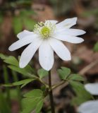 Anemone altaica