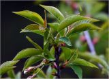 View full-size image Cerasus avium