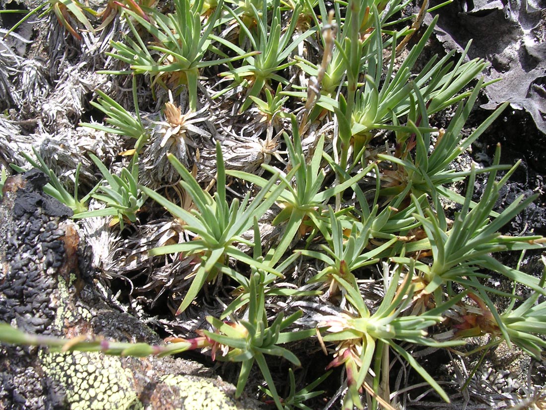 Image of Minuartia circassica specimen.