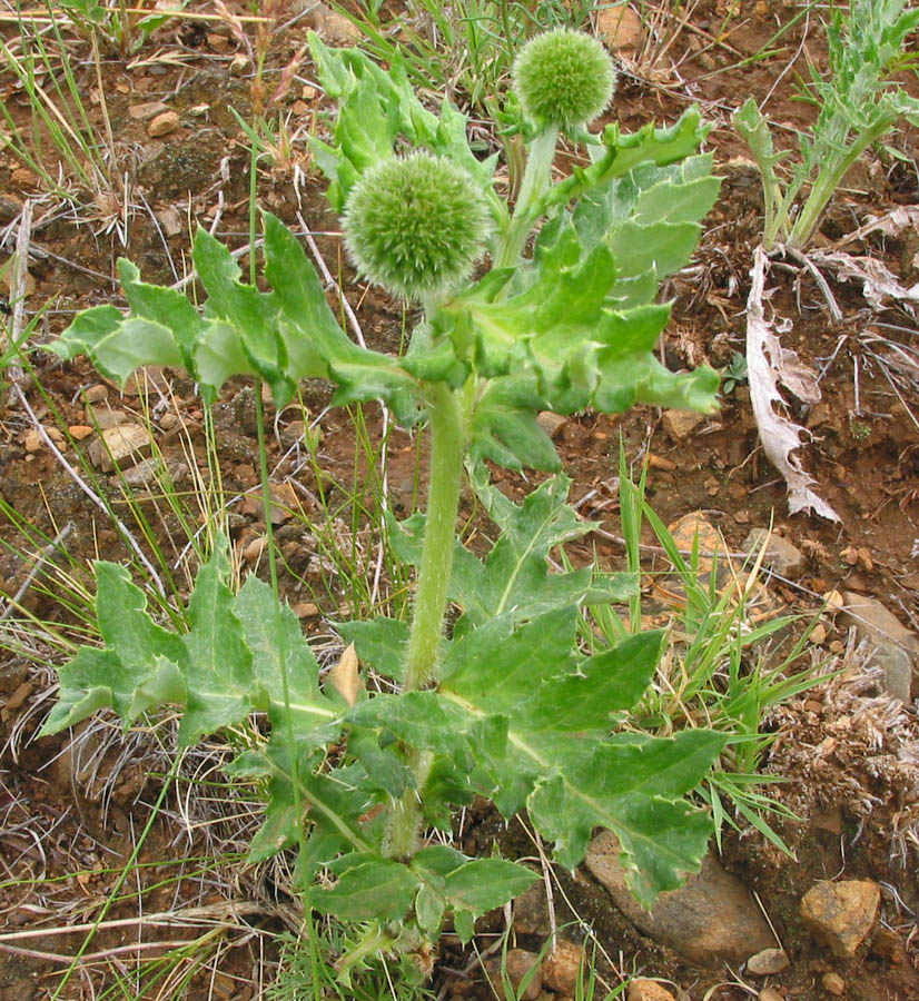 Image of Echinops davuricus specimen.