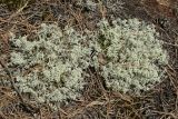 View full-size image Cladonia arbuscula