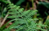 View full-size image Pteridium aquilinum