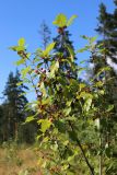 View full-size image Frangula alnus
