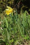 View full-size image Narcissus pseudonarcissus