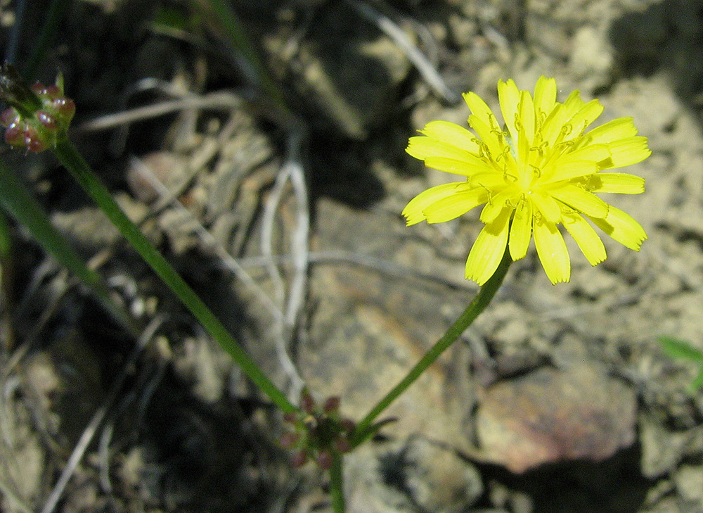 Image of Zacintha verrucosa specimen.