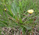 род Taraxacum. Цветущее растение. Кольский п-ов, Восточный Мурман, пос. Дальние Зеленцы. 18.06.2011.