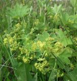 genus Alchemilla. Цветущее растение. Кольский полуостров, Восточный Мурман, Дальние Зеленцы, высокий берег в куту бухты Оскара. 13.07.2011.