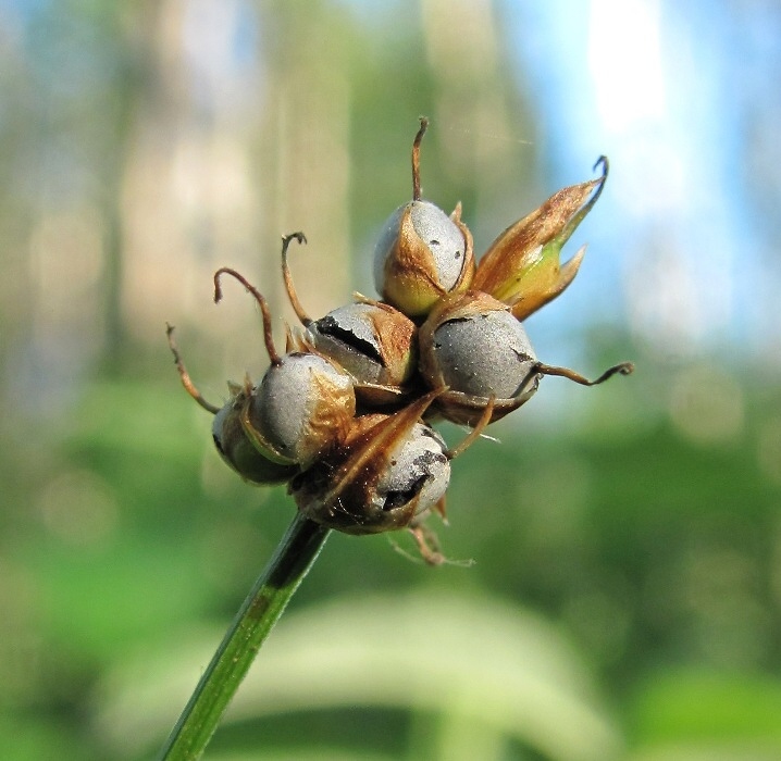 Image of Carex chordorrhiza specimen.