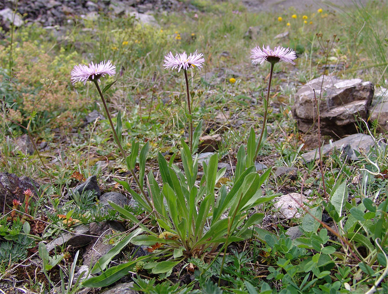 Image of Erigeron venustus specimen.