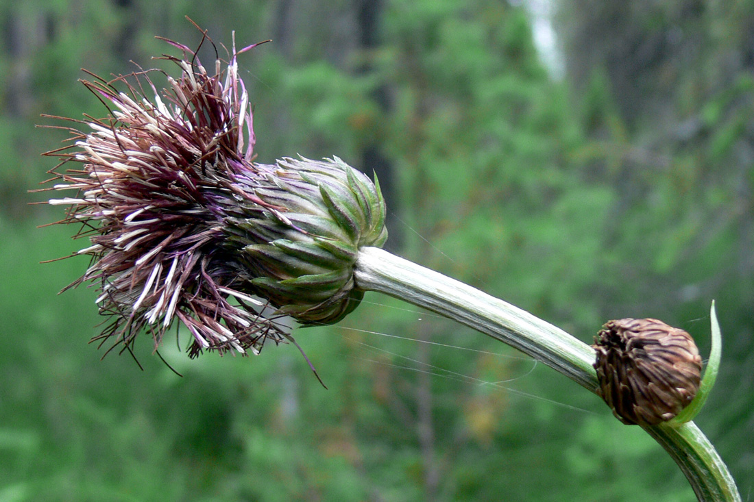 Image of Cirsium heterophyllum specimen.