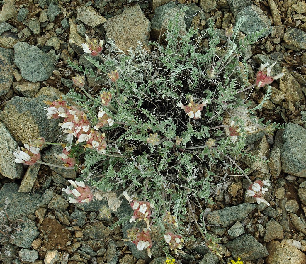 Изображение особи Astragalus arkalycensis.