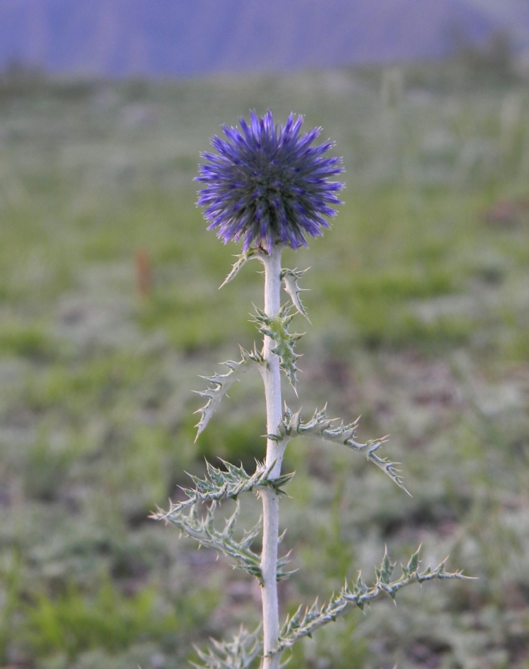 Image of Echinops ruthenicus specimen.