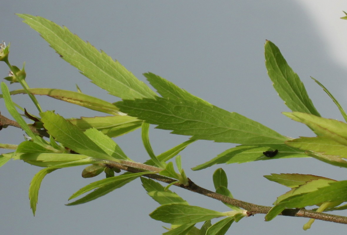 Image of Spiraea thunbergii specimen.