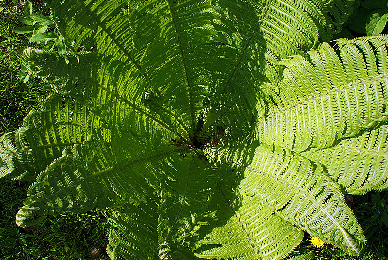 Image of Matteuccia struthiopteris specimen.