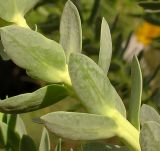 Euphorbia paralias. Часть побега. Израиль, ботанический сад Тель-Авивского университета. 16.04.2012.