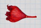 Brachychiton acerifolius. Функционально мужской цветок. Израиль, Шарон, г. Герцлия, в культуре в озеленении. 23.06.2015.
